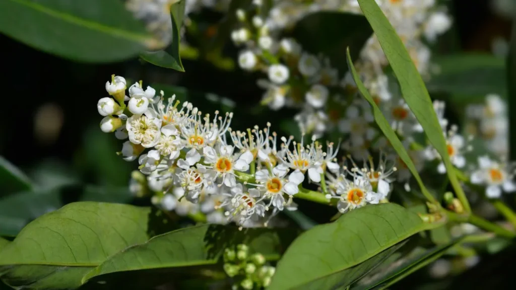 Cherry laurel