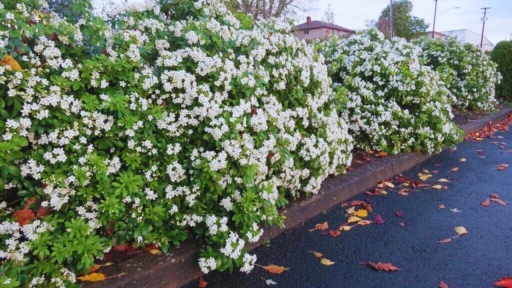 Mexican Orange Tree