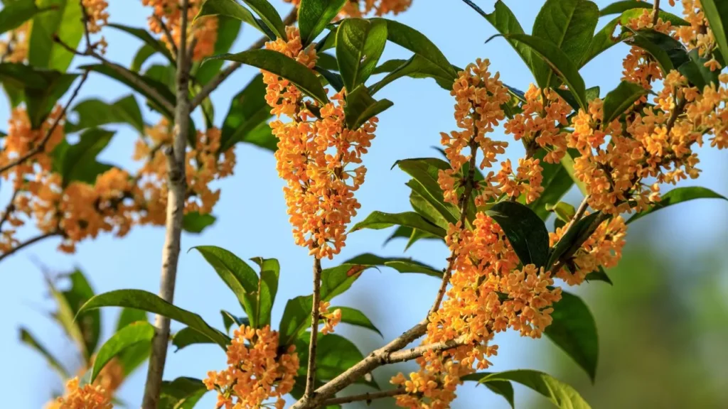 Osmanthus