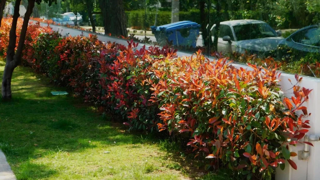 Photinia